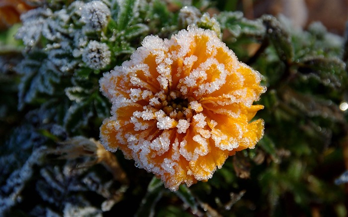 Flores selvagens na neve - Romance de verão Sentimentos Visualizações:10291