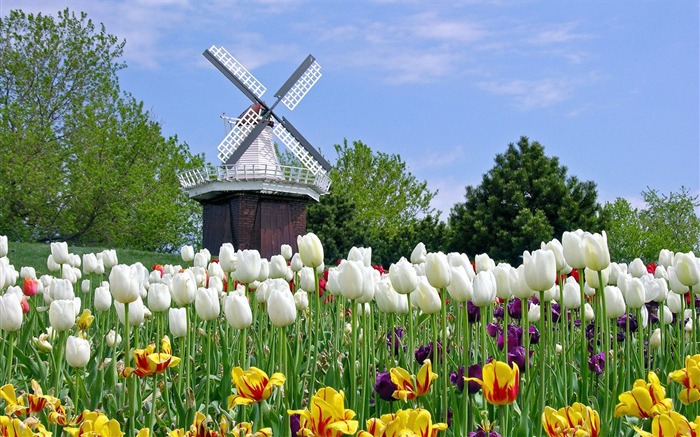 Windmill - Carnation-September flowers wallpaper Views:13656 Date:2011/9/2 6:41:03