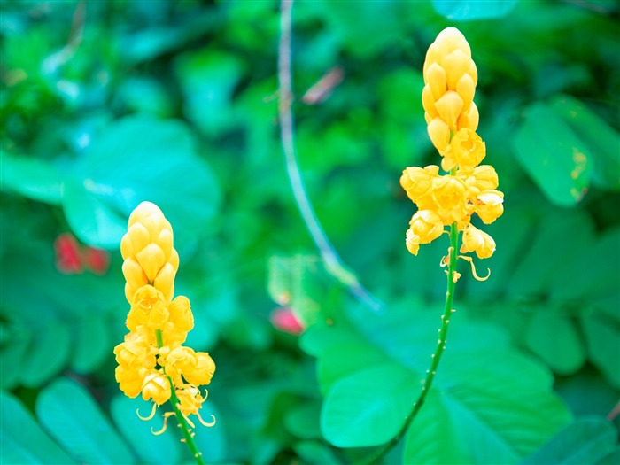 黄色的花-梦幻大溪地壁纸 浏览:9419