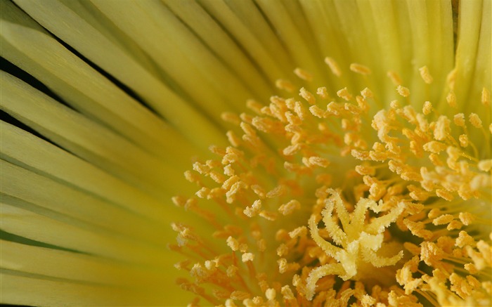 Estambre amarillo- Fondo de escritorio de flores Vistas:9558