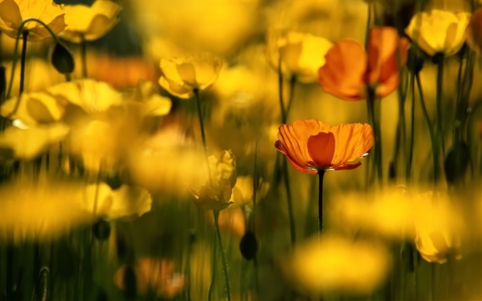 Yellow wildflowers-September flowers wallpaper Views:12220 Date:2011/9/2 6:42:33