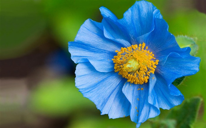 amazing blue flower wallpaper-September flowers wallpaper Views:17251 Date:2011/9/2 6:32:03