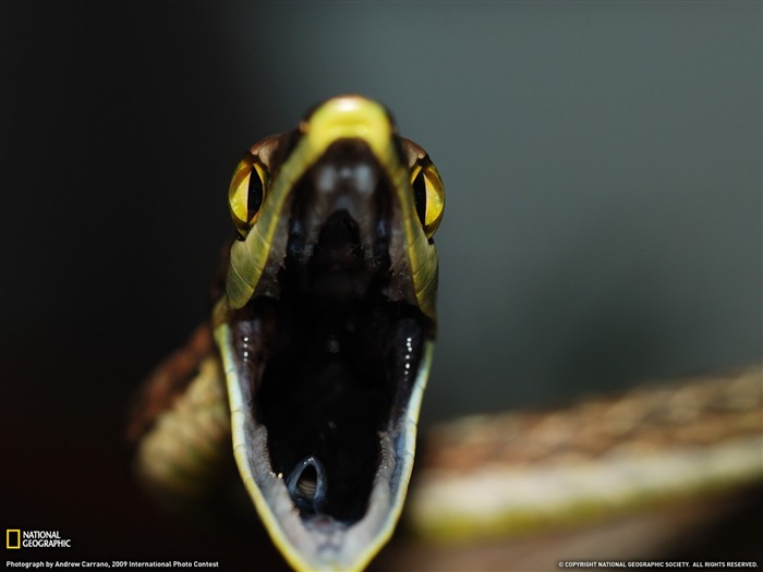 serpiente de vid marrón Panamá - fondo de pantalla de National Geographic seleccionado Vistas:8973