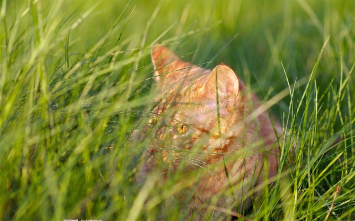 茂みの猫の隠れ-自然風景壁紙選択された ブラウズ:9634