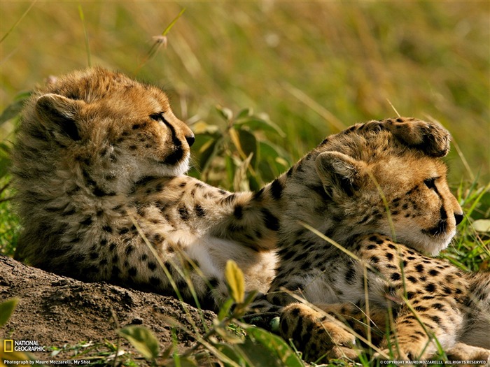 cheetahs grass kenya- fondos de escritorio de National Geographic seleccionados Vistas:12552