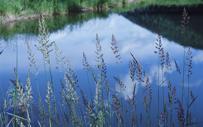 corner of the pond wallpaper Views:8350 Date:2011/9/3 8:12:25