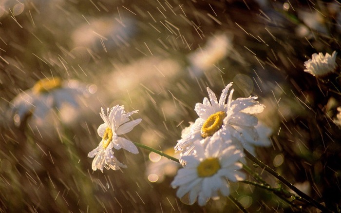 雨中的雏菊-9月花卉壁纸专辑 浏览:15095