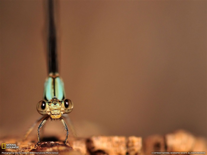 damselfly- National Geographic papier peint sélectionné Vues:8001