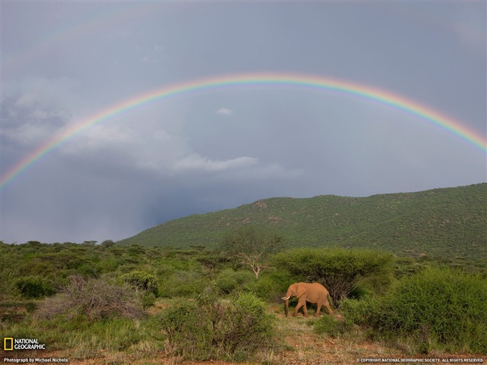 elefante arco iris Kenia- Fondo de pantalla de National Geographic seleccionado Vistas:9041