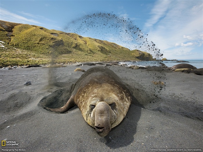 elefante marino de arena-South Georgia Island- fondos de escritorio de National Geographic seleccionados Vistas:9278