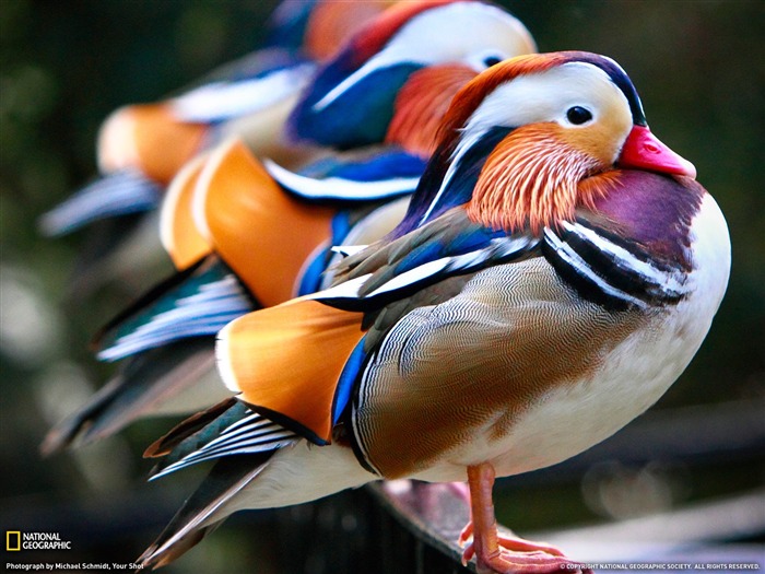 mandarín patos-zoo nacional- fondo de pantalla de National Geographic seleccionado Vistas:18364