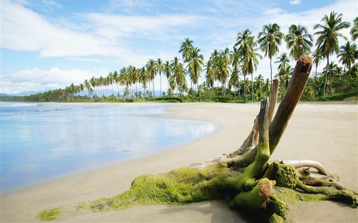 palm trees and tropical coast wallpaper Views:9759 Date:2011/9/3 8:17:20