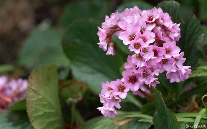 pink flowers show- HD Flowers Photography Views:9105 Date:2011/9/12 4:21:02