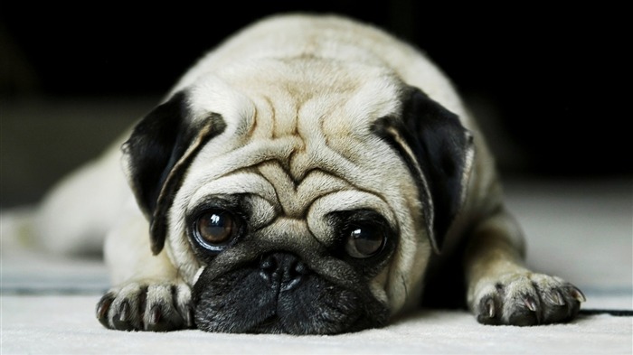 pug-Animal World Series Wallpaper Views:13556 Date:2011/9/17 9:24:57