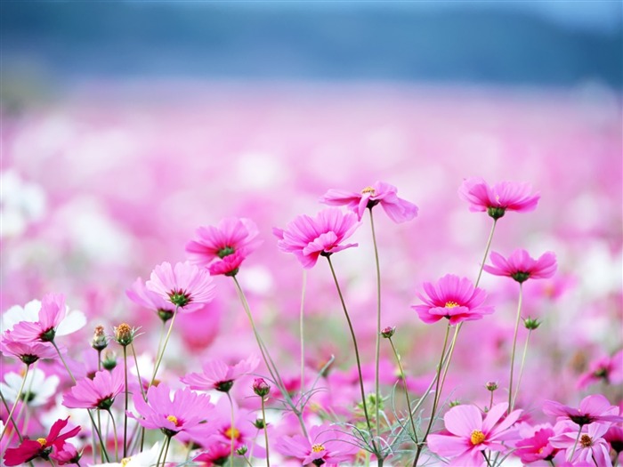 Amazing Flower Field-Flowers Photography Fondos de Escritorio Vistas:47454