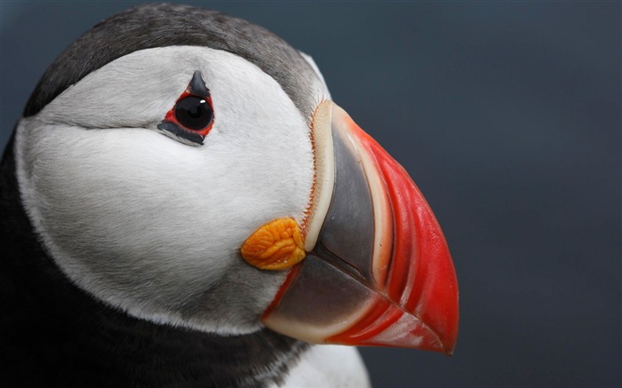 Atlantic Puffin-Animal World Series Wallpaper Views:17201 Date:2011/10/15 13:57:28