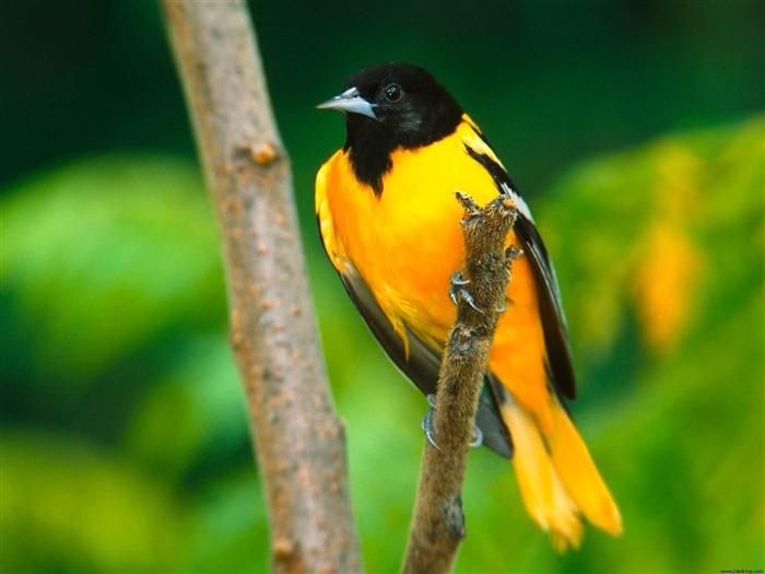 Baltimore Oriole-Animal World Series Wallpaper Views:9399 Date:2011/10/15 13:58:38