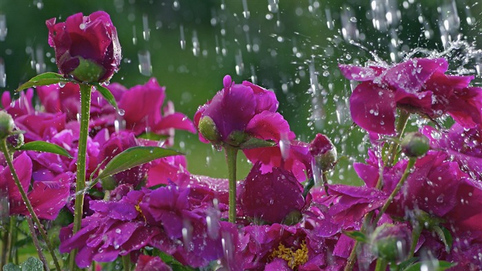 Flores bonitas em papel de parede de papel de parede Rain-Flowers Visualizações:30923