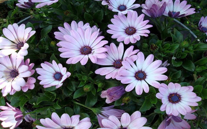 Beautiful purple flowers-Flower HD photography photos Views:10238 Date:2011/10/7 13:39:22