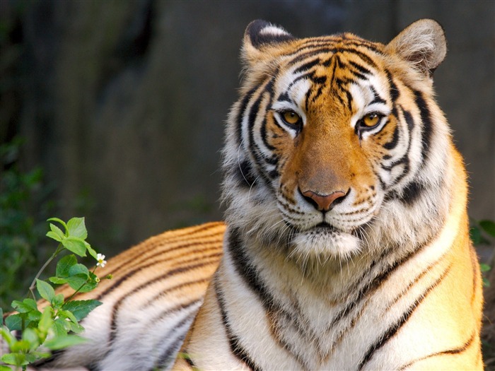 Beauty of Tiger-Animal World Series Wallpaper Views:13318 Date:2011/10/15 13:59:45