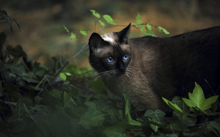 ブルーアイズと黒猫-かわいいキティの猫の生活壁紙 ブラウズ:31533