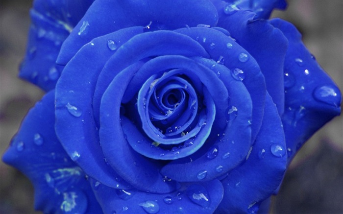 Blue Love-Flowers Photography Fondos de Escritorio Vistas:25796