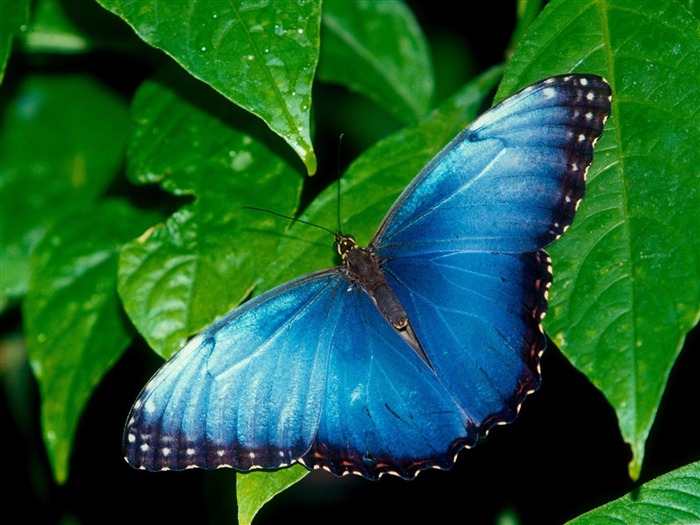 Blue butterfly-Animal World Series Wallpaper Views:19094 Date:2011/10/15 14:58:32