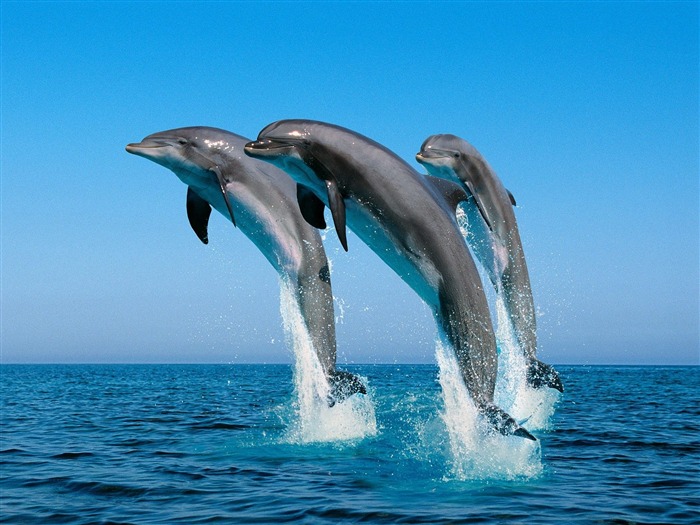 Bottlenose Dolphins-Animal World Series Wallpaper Views:16060 Date:2011/10/15 14:59:22