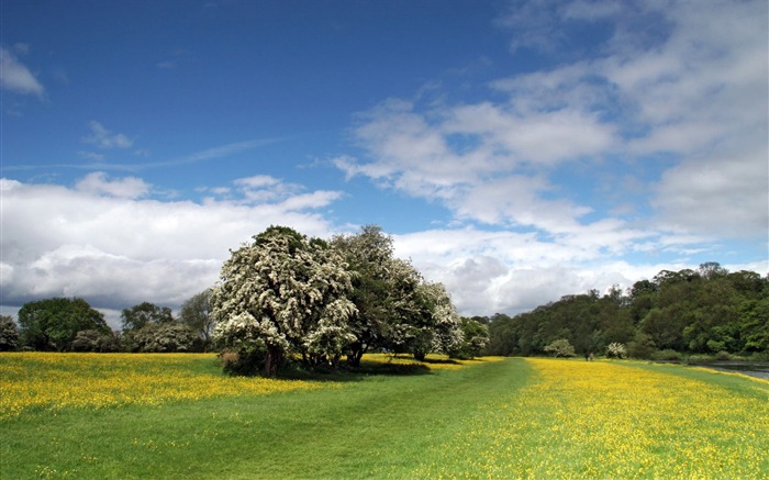 Buttercups Riverside-Landscape Desktop Wallpaper Views:9287 Date:2011/10/19 2:11:29