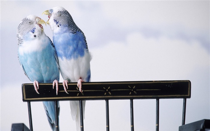 Cantankerous Parakeets-Animal World Series Wallpaper Views:10372 Date:2011/10/15 15:00:11