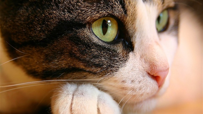 Cat Eyes-Animal World Series Wallpaper Views:9188 Date:2011/10/15 15:03:03