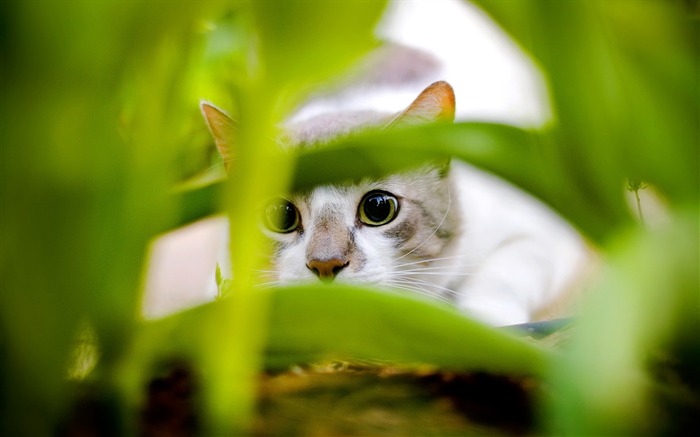 Cat Hiding-Animal World Series Wallpaper Views:9574 Date:2011/10/15 15:04:03