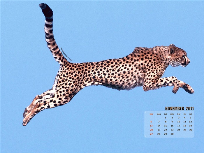 Cheetah Puma-noviembre de 2011 - Calendar Desktop Wallpapers Vistas:15022