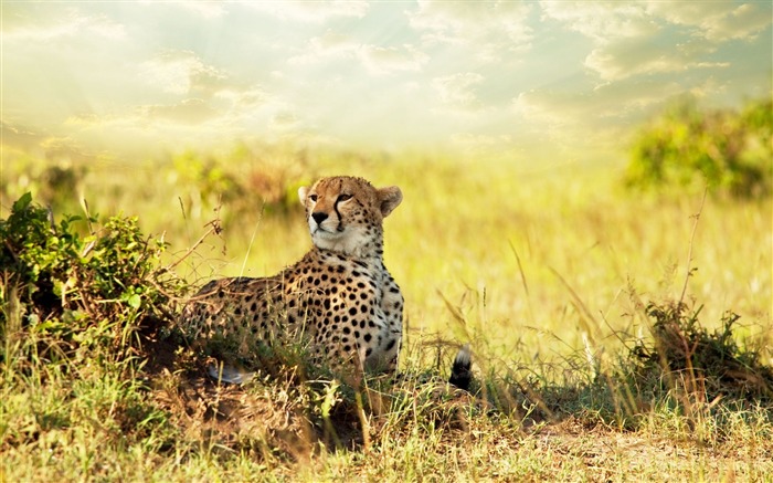 Cheetah in Africa-Animal World Series Wallpaper Views:20946 Date:2011/10/15 15:05:05