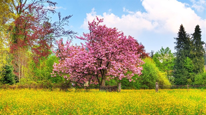 Cherry Tree-Landscape Desktop Wallpaper Views:12305 Date:2011/10/19 13:07:05