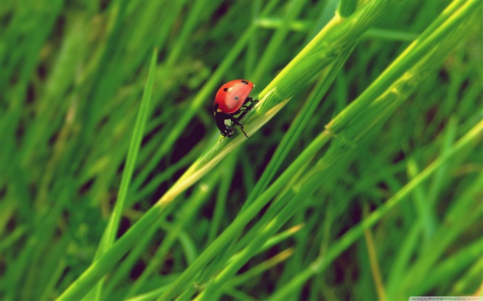 Coccinella-small animal desktop wallpaper Views:10358 Date:2011/10/23 1:27:28