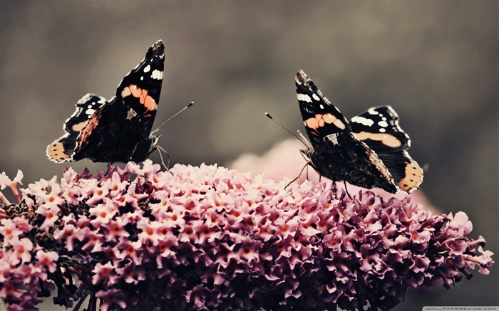 Dance - beautiful butterfly - Álbum de fondos de pantalla para escritorio Vistas:29246