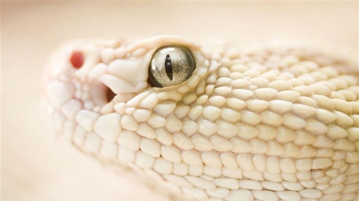 Dangerous Snake-Animal World Series Wallpaper Views:11824 Date:2011/10/15 15:06:48