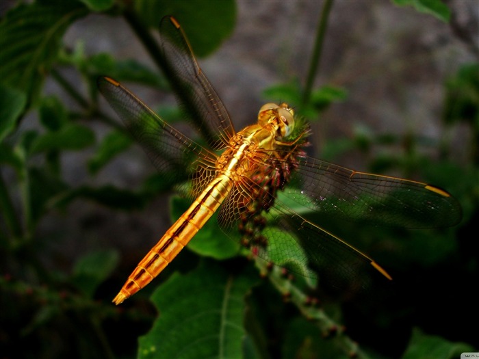 Dragonfly-small animal desktop wallpaper Views:10307 Date:2011/10/23 1:09:48