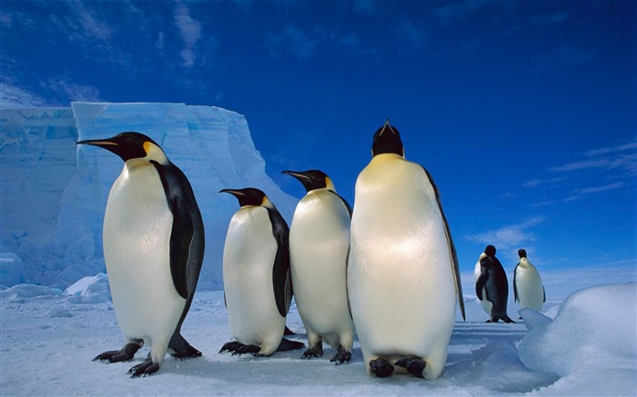 Emperor Penguins-Animal World Series Wallpaper Views:17077 Date:2011/10/15 15:07:51