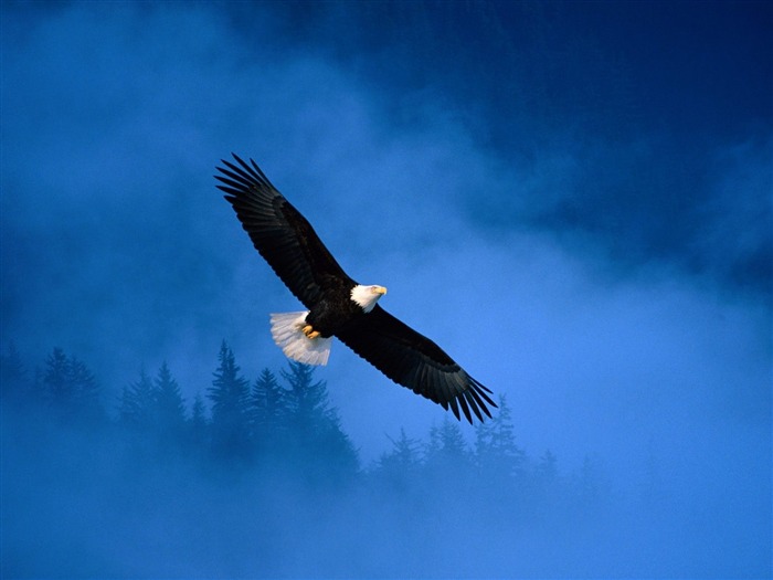 Flight of Freedom Bald Eagle-Animal World Series Wallpaper Views:13307 Date:2011/10/15 15:09:10