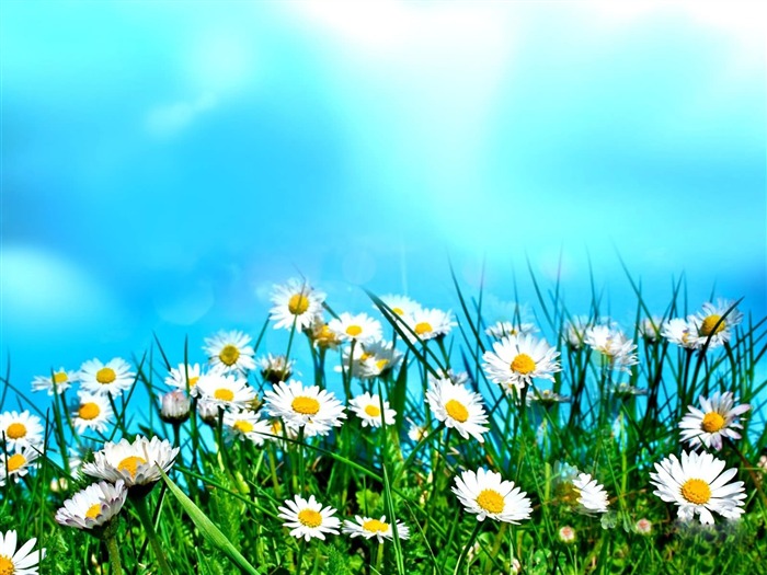 Flower Field Under Sky-Flowers Photography Desktop Wallpaper Visualizações:43644