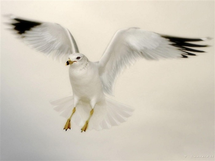 Flying Dove-Animal World Series Wallpaper Views:8426 Date:2011/10/15 15:10:04