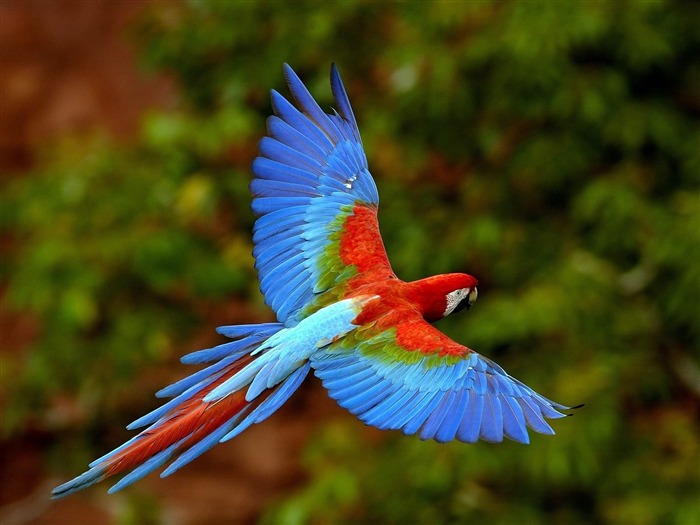 Flying Parrot-Animal World Series Wallpaper Views:12185 Date:2011/10/15 15:11:51