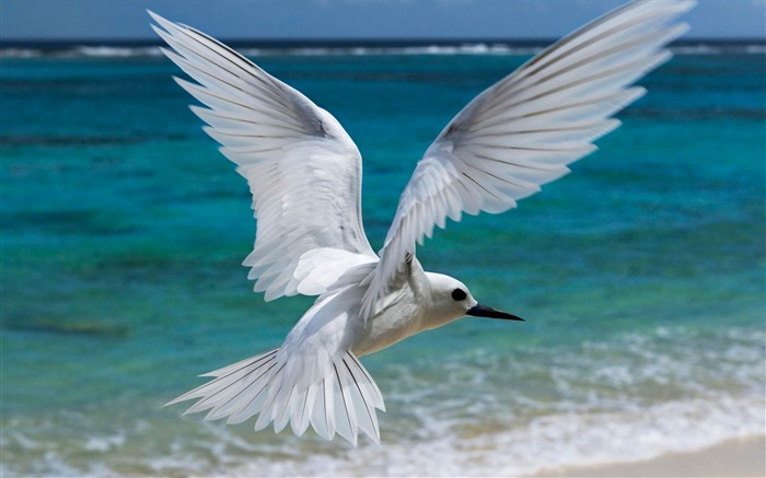 Flying White Tern Midway Hawaiian-Animal World Series Wallpaper Views:9917 Date:2011/10/15 15:14:20