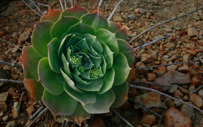 Green flowers-Flower HD photography photos Views:10620 Date:2011/10/7 13:29:20