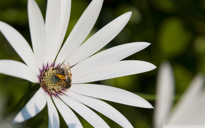 Hard-working bees-small animal desktop wallpaper Views:10061 Date:2011/10/23 1:13:57