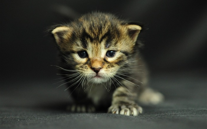 キティかわいいクロール-かわいいキティの猫の生活壁紙 ブラウズ:51720