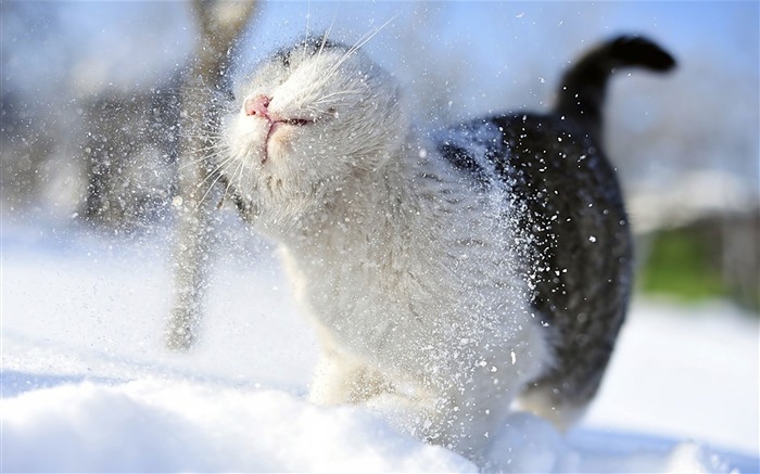 雪のキティ猫-かわいいキティの猫の生活壁紙 ブラウズ:56266