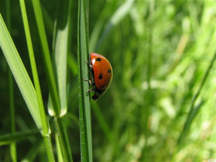 Vivre dans le même ciel bleu - petits animaux papier peint de bureau Vues:28692